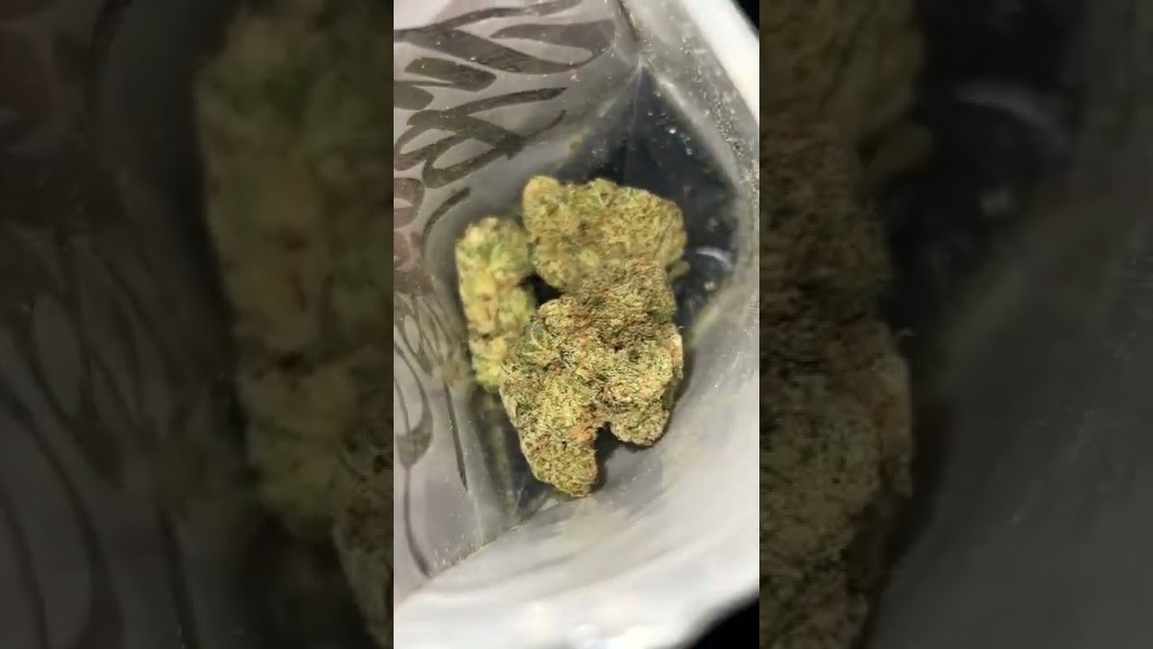 Jungle Fire #11 Jungle Boys 🔥