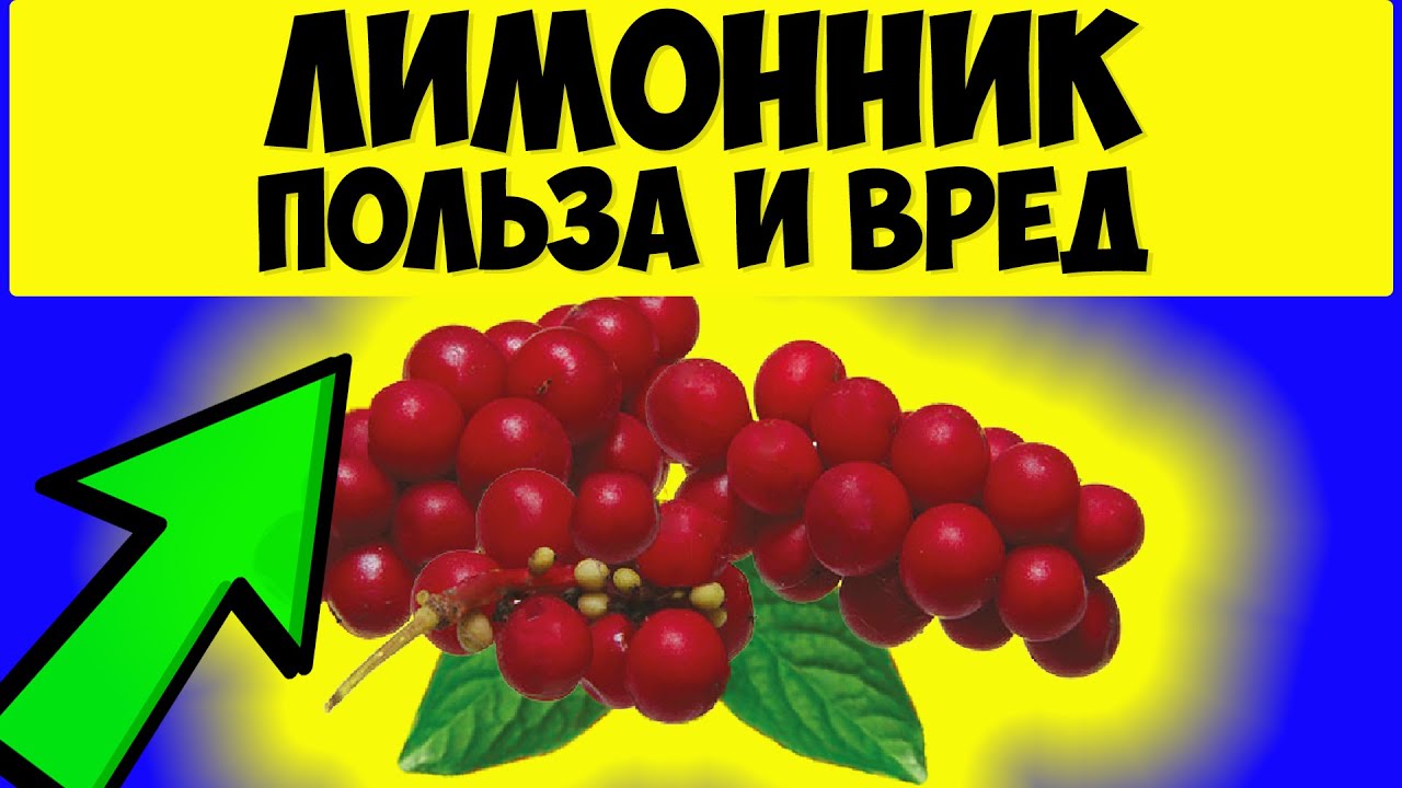 Лимонник китайский. Полезные свойства лимонника. Способы употребления и применение