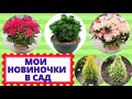 Новые растения для сада- рододендроны и хвойные от Алексеевской Дубравы. Агротехника  посадки.