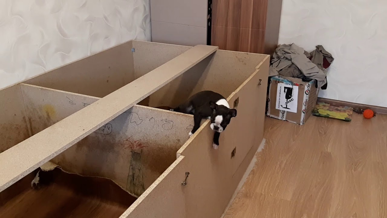 Бостон терьер (смешное видео) - YouTube