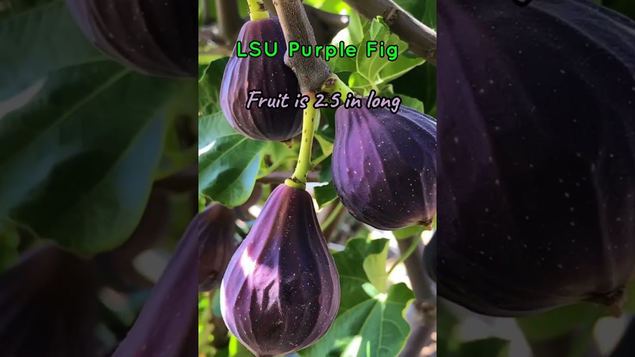 LSU Purple Fig grown here in NWS