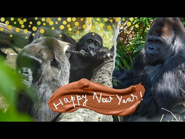 Happy Birthday to Toto & all the wild-born gorillas! Su wants to play 