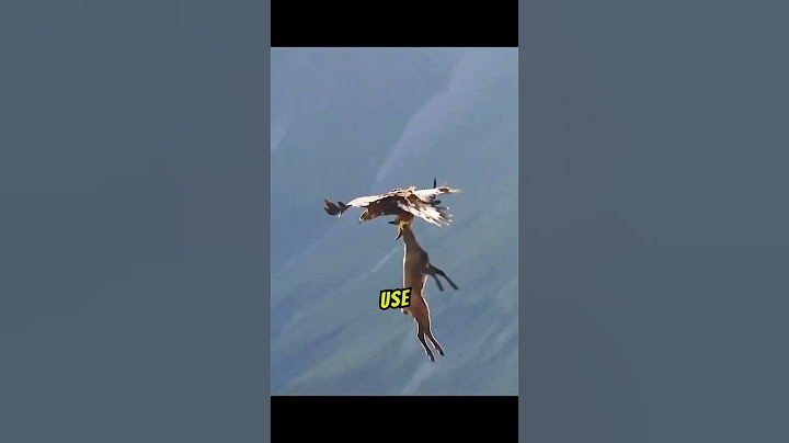 Eagle carrying heavy prey