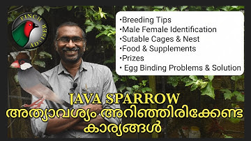 Java Sparow || Breeding Tips Malayalam || Egg Binding Solution || Male Female Identification