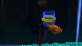 Intelligent  Goldfish