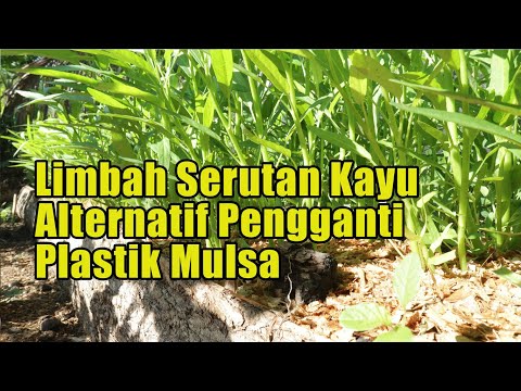 Video: Bisakah Serbuk Gergaji Digunakan Sebagai Mulsa Di Bawah Pohon Buah-buahan?