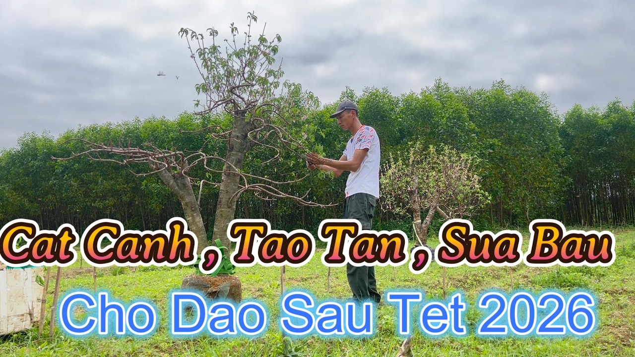 Cắt Cành Tạo Tán Đào Sau Tết 2026 #catcanhtaotandaosautet