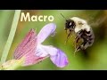 Tony & Chelsea LIVE: Macro Photography, St. Patrick's Day & BINGO