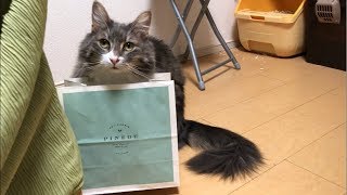 紙袋をぶら下げる猫 ノルウェージャンフォレストキャットDangle a paper bag.Norwegian Forest Cat.