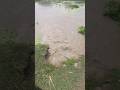 teesta River flooding #teesta #teestariver #teestaflood #flood #flooding