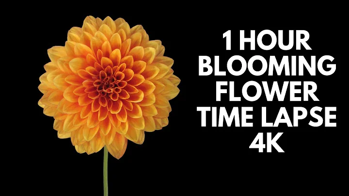 4K Blooming Flowers Time Lapse for Relaxation Soft Piano Music - DayDayNews