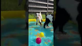 Baby Goats Discover a Kiddie Pool 🐐💦