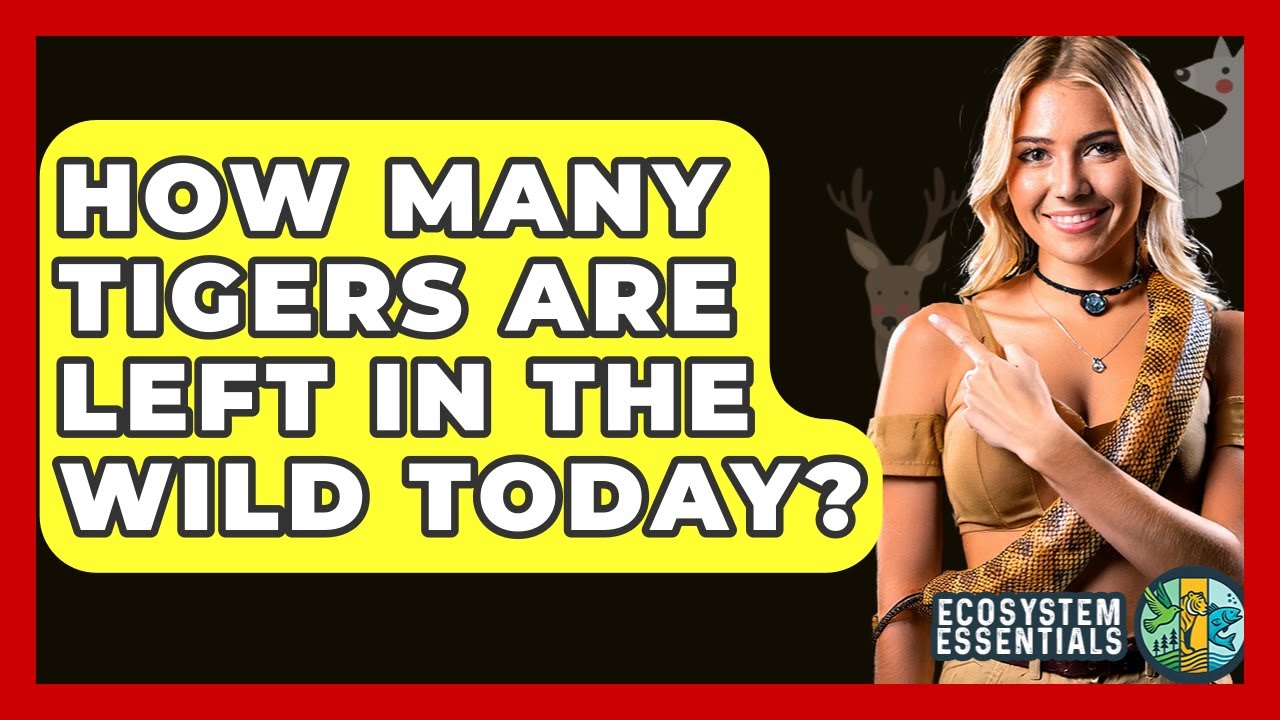 How Many Tigers Are Left In The Wild Today? - Ecosystem Essentials