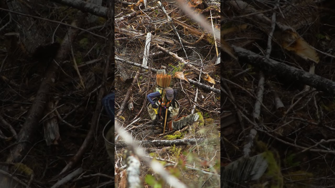 Into the Wild: Hypnotic Tree Planting Journey through Rough Terrain of Remote Landscapes 