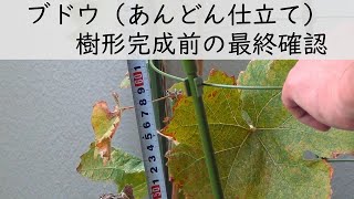 お家で果樹栽培78　ブドウ（植え付け1年目）あんどん仕立て　誘引前のイメージ固め