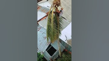 Quá đỉnh Vua Khỉ cưa cây dừa trên nóc nhà #short