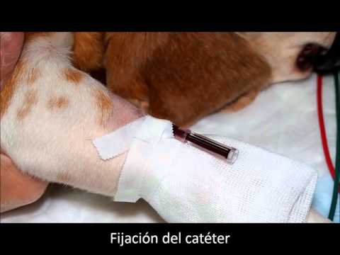 Video: Cómo Poner Un Gotero En Un Perro