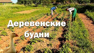 Сложил новую печь// Потеряли гуся// Орда мохноножек