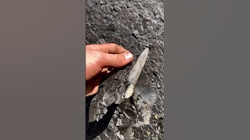 Squid Fossil Released!