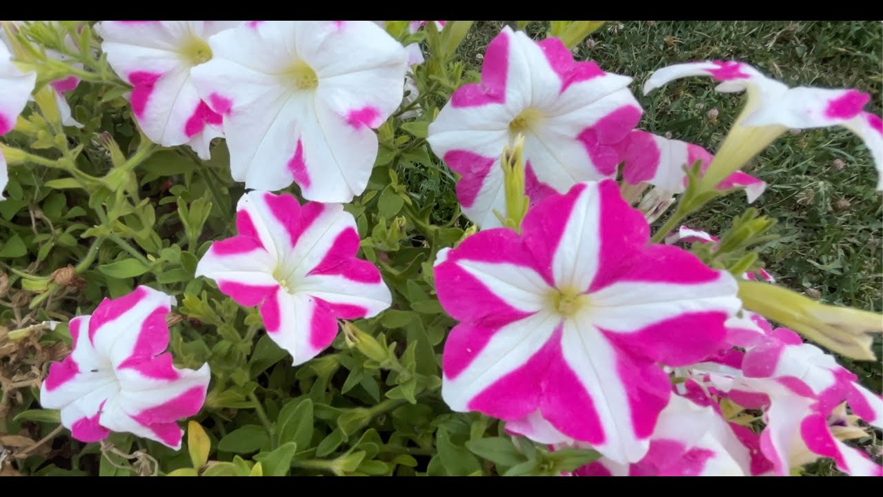 Begonvil,Glayöl,Petunya,Civan Perçemi,Lilyum,Grapto,Clematis,Agapanthus