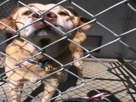 Video: Cara Mempersiapkan Anjing Anda untuk Menginap di Kennel
