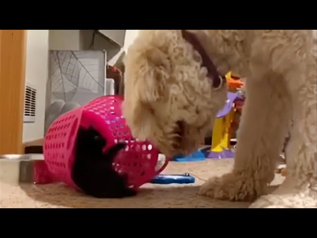 Gentle giant helps get kitten out of a jam