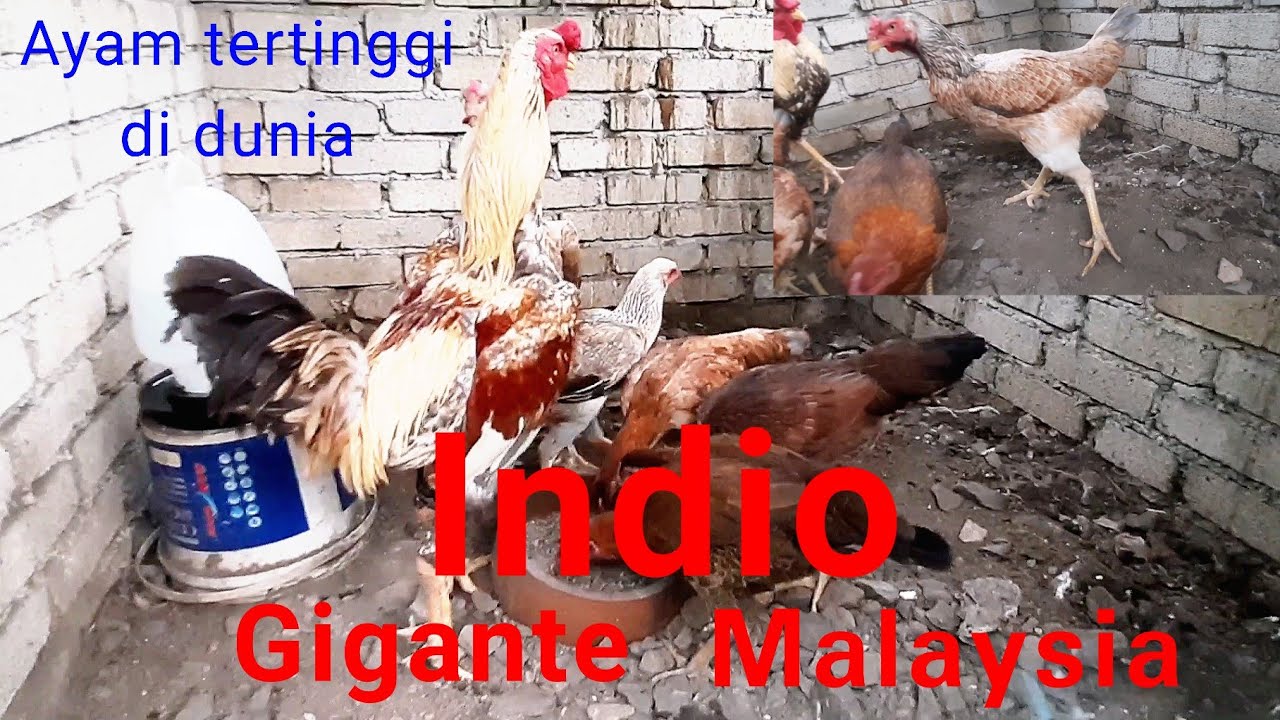 video 68 ayam indio gigante malaysia