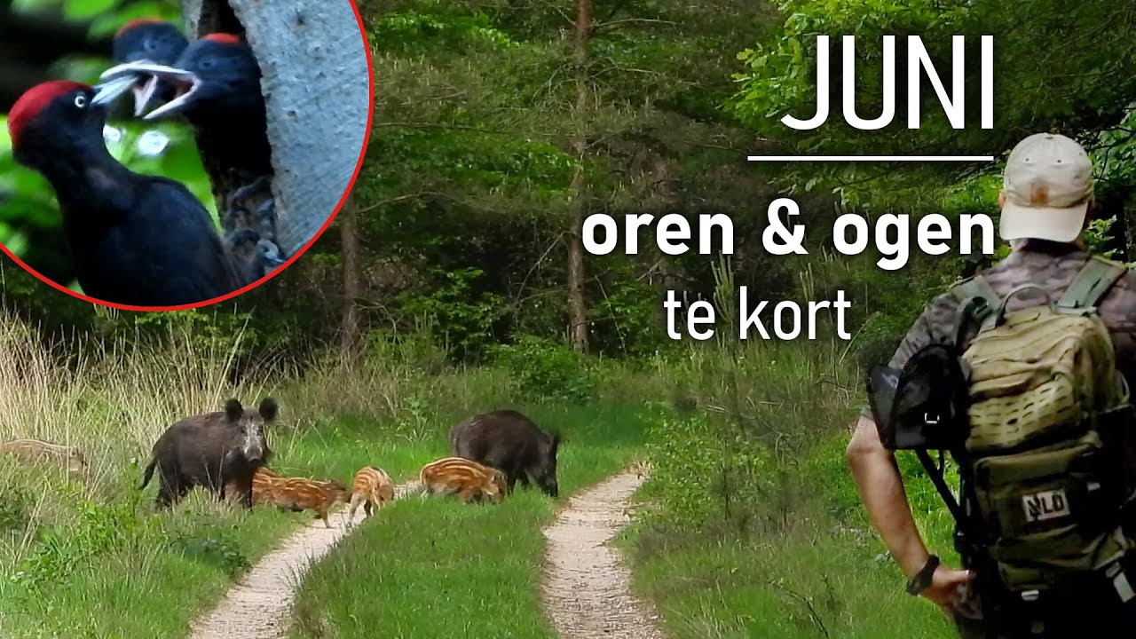 #106 - JUNI - ogen en oren te kort