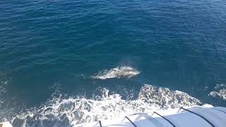 Dolphins swimming alongside the Spirit of Rathlin ferry