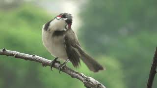 30 seconds of calm - red-whiskered bulbul in the rain screenshot 3