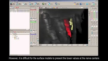 FluoRender selecting structures and performing analysis