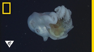 Giant Deep-Sea Octopus Devours Jellyfish—And Keeps the Stingers | National Geographic