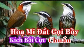 Tiếng Hoạ Mi Đất Kêu || Bản Chuẩn  kích Mồi M.áu Cực Cho a.e Đi Bẫy