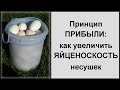 Высокая яйценоскость - норма в моем хозяйстве. Делюсь секретами!