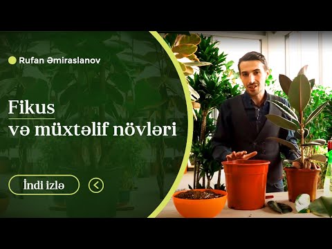 Video: Ficus banan yarpağı bitkiləri - banan yarpağı ficus yetişdirmək üçün məsləhətlər