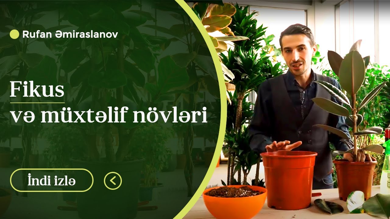 Fikus və müxtəlif növləri #fikus