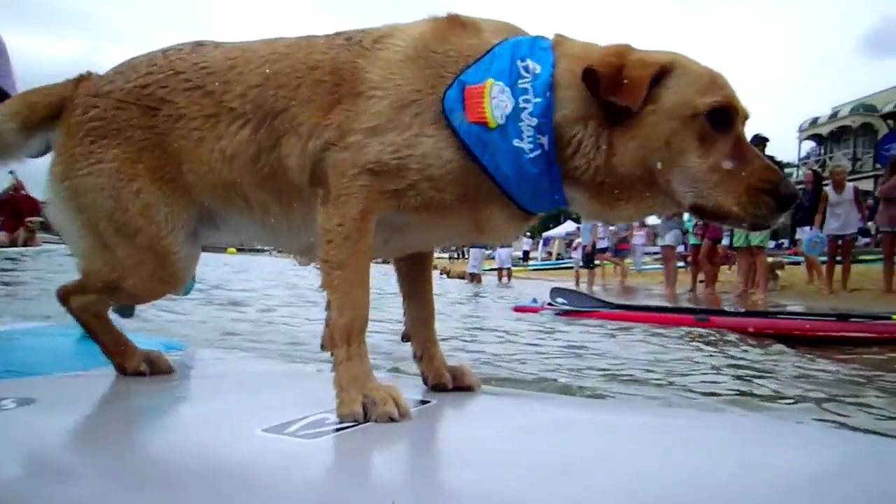 Man and Dog SUP Race | Australia Day SUP 2015