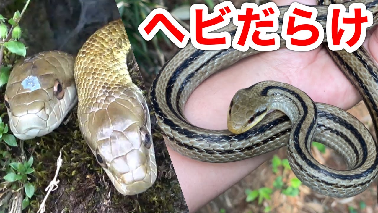 ヘビ探しに行ったらヘビがたくさんいたので捕まえたら咬まれました。。