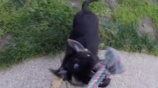 German Shepherd Puppy Training Tug Stop Command 12 Weeks Old