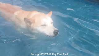 Siberian and friends swim! by The Best of Rummy's Beach Club 107 views 12 days ago 58 seconds