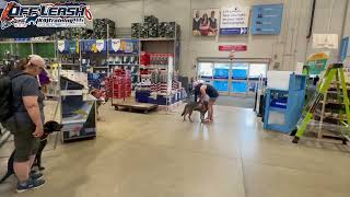 Tito 8 Month Old German Pyrenees Mix Best Dog Trainer Cleveland Puppy Training