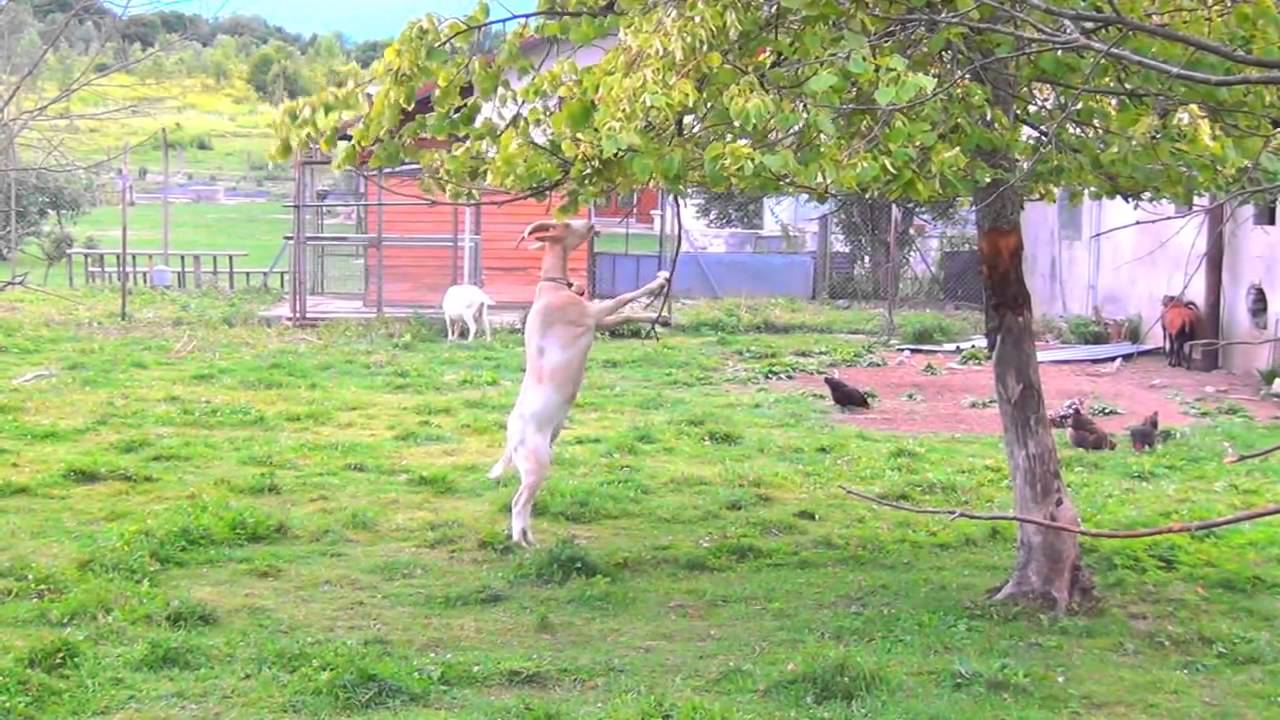 Goat Walks on Hind Legs Like to Reach Leaves YouTube
