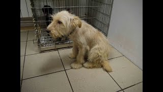 Видео Пёсик с грустными глазами сидел и ждал своей очереди на усыпление, и тут за ним пришли, чтобы... (автор: Познавательно и интересно.)