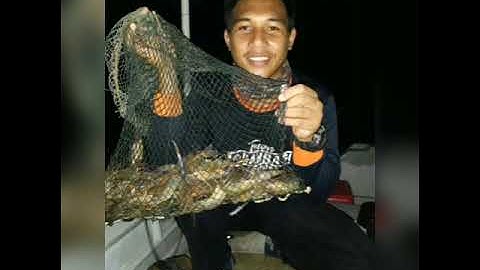 Udang galah sg perak teluk intan