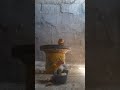 إطعام 🥚طيور🐦 الفيشر