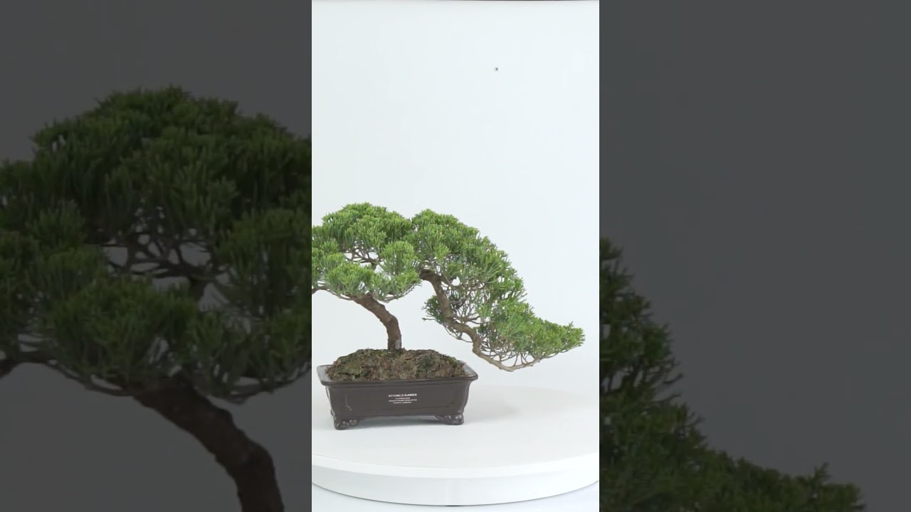 [盆栽]真柏/48800→¥42500 匠の盆栽】真柏 1点もの No.254【平松浩二】の盆栽を販売｜盆栽妙