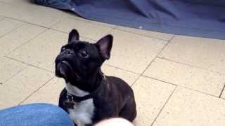 French Bulldog loves soap bubbles