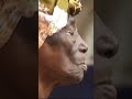 الفنانة الراحلة فاطمة بنت بركة من دولة زنجيبار على روحها السلام الفنانة الراحلة فاطمة بنت بركة من دولة زنجيبار على روحها السلام