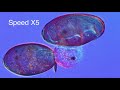 Life Cycle Of The Liver Fluke Fasciola Hepatica Life Cycle Of The Liver Fluke Fasciola Hepatica