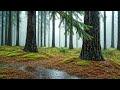 Deep Rainy Pine Forest Ambience for Sleep and Relaxation | 1 Hours Nature ASMR